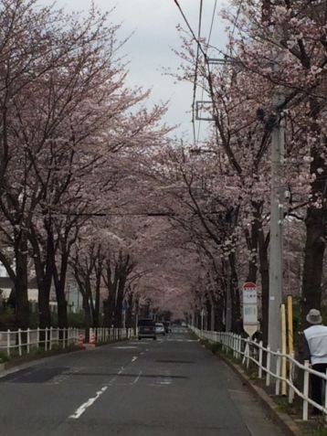 目の前の桜並木